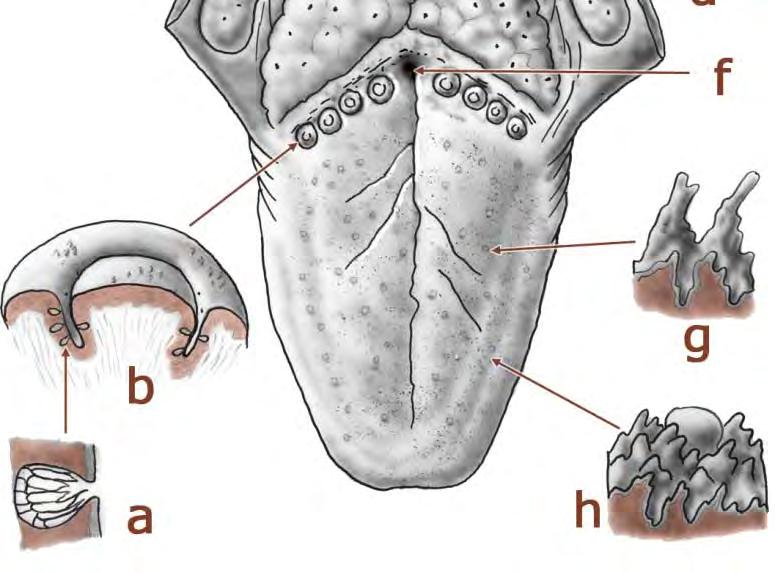 Papillae filiformes fungiformes Foramen vallatae caecum