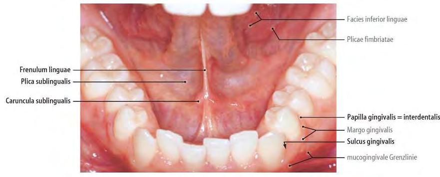 Spodina dutiny ústní frenulum