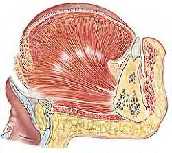 Vnitřní svaly jazyka