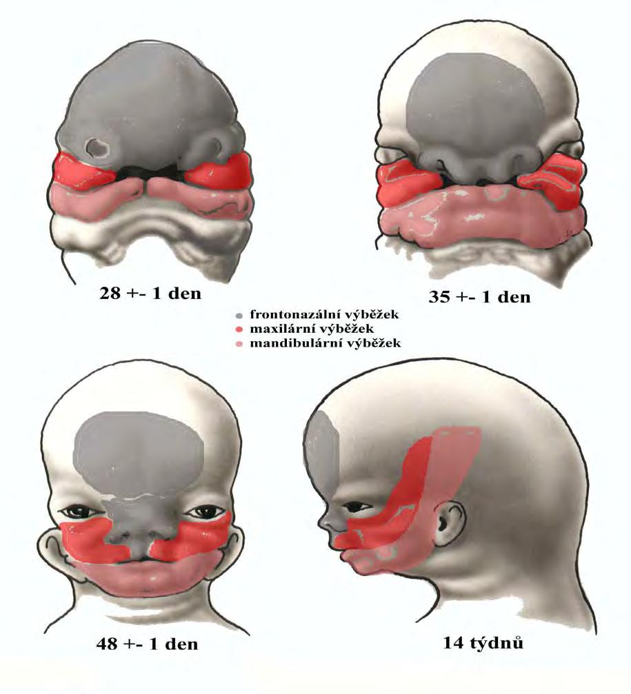 Utváření obličeje a obou čelistních základů Philtrum, Frontonasální Sulcus výběžek