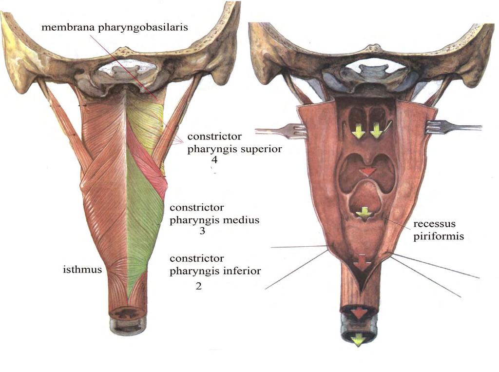 Recessus pharyngeus