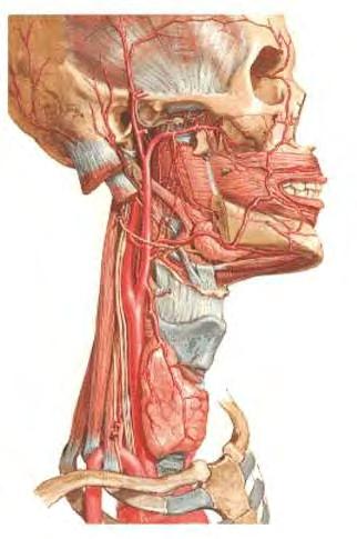 Pharynx cévní zásobení Arteriae: a. carotis ext. a. pharyngea ascendens a.