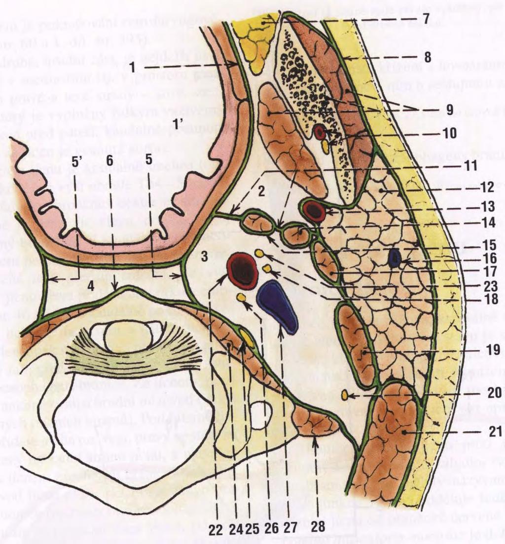 Prostory kolem hltanu lamina prevertebralis fasciae cervicalis 8 + septum styloideum 11 spatium