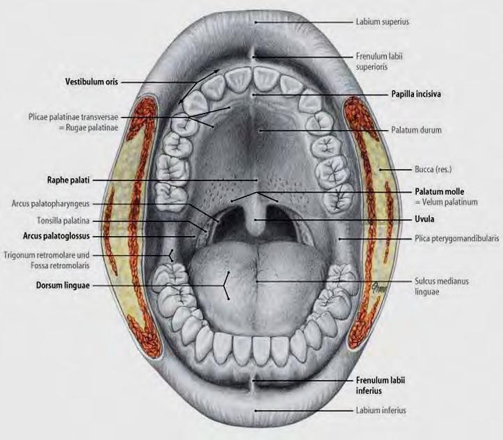 oris laterálně: buccae kraniálně: palatum