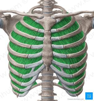 pectoralis minor) Origo: 3.-5.