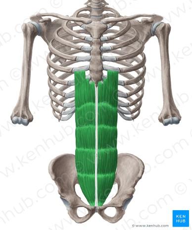 2.4 Svaly břicha (musculi abdominis) Přímý sval břišní (m. rectus abdominis) Origo: chrupavky 5.-7.