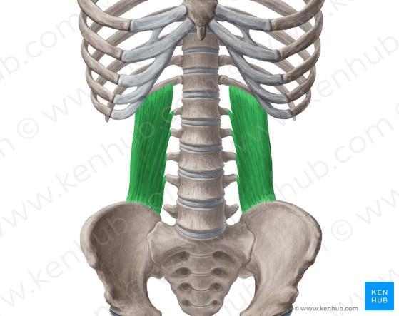 mezižeberní nervy (nn. intercostales), bederní pleteň (plexus lumbalis) Bederní čtvercový sval (m.