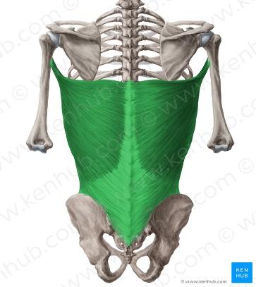 kost (clavicula), nadpažek (acromion) a hřeben (spina) lopatky (scapula) Funkce: táhne lopatku k páteři, rameno kraniálně