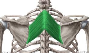 latissimus dorsi) Origo: křížová kost (os sacrum), trny bederních a kaudálních hrudních obratlů, 3 kaudální žebra Insertio: