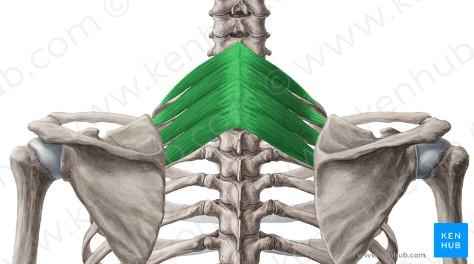 (plexus brachialis) Malý a velký kosočtvercový sval (m.