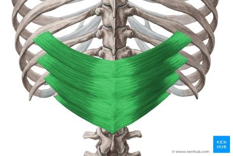 Inervace: mezižeberní nervy (nn. intercostales) Dolní zadní pilovitý sval (m.