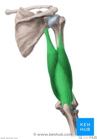 brachialis) Origo: distální část ventrální plochy pažní kosti Insertio: drsnatina loketní kosti (tuberositas ulnae) Funkce: flexe v loketním