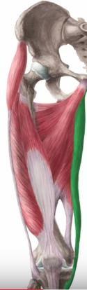 Funkce: flexe v kloubu kyčelním a extenze v kloubu kolenním Inervace: svalové větve stehenního nervu (rami musculares nervi femoralis, L2-4). Svaly stehenní (musculi femoris): mediální skupina Pozn.