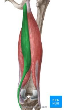 husí noha (pes anserinus), což je společný úpon pro musculus gracilis a musculus semitendinosus na vnitřní ploše kosti holenní (epicondylus mediale) Funkce: addukce v kyčelním kloubu Inervace: