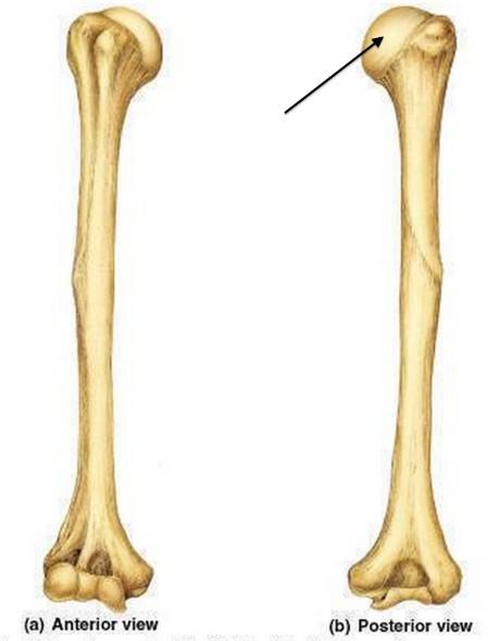 2.2 Kostra horní končetiny Lopatka (scapula) plochá kost trojúhelníkového tvaru, má tři úhly a tři okraje.