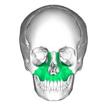 Má výběžek čelní (processus frontalis) tvoří část mediální stěny očnice, výběžek lícní (processus zygomaticus), výběžek zubních lůžek (processus alveolaris) obsahuje lůžka zubní (alveoli dentales),