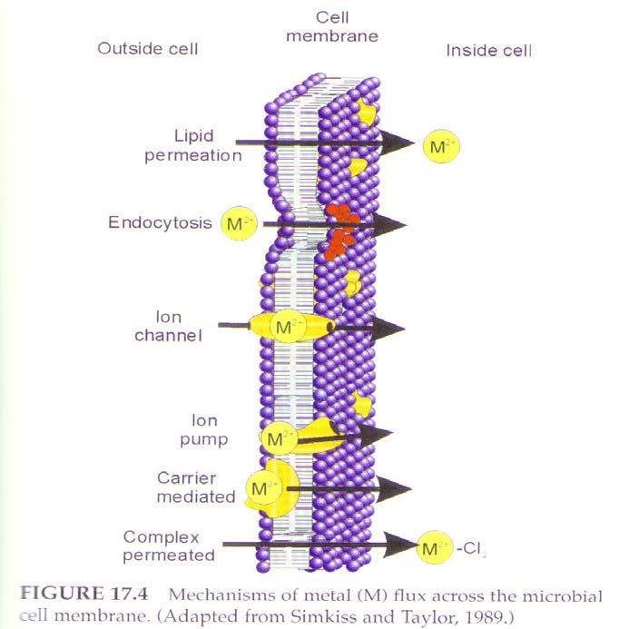 Cytoplazmatická membrána a povrchové struktury buněk