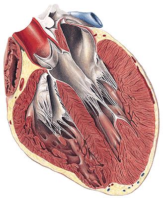 Endocardium, myocardium, pericardium SKELETON OF THE HEART Anulus fibrosus dexter, sinister, aorticus,