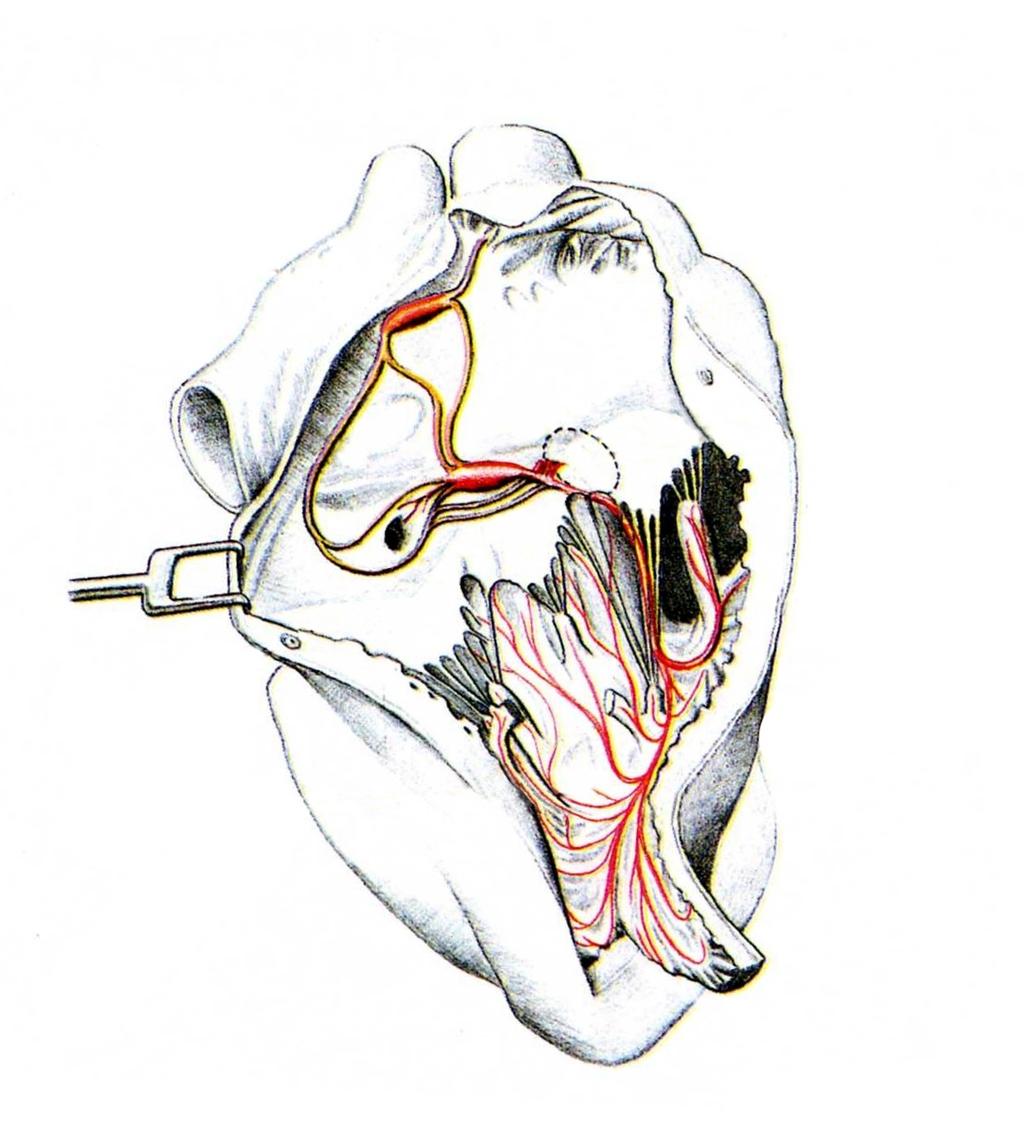 COMPLEXUS STIMULANS CORDIS Nodus sinuatrialis (Bachmann interatrial,