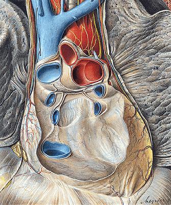 Vagina serosa arteriarum sinus transversus