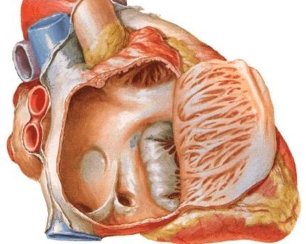 ATRIUM DEXTRUM Septum interatriale fossa ovalis limbus fossae ovalis Ostium v. cavae sup. Ostium v. cavae inf.