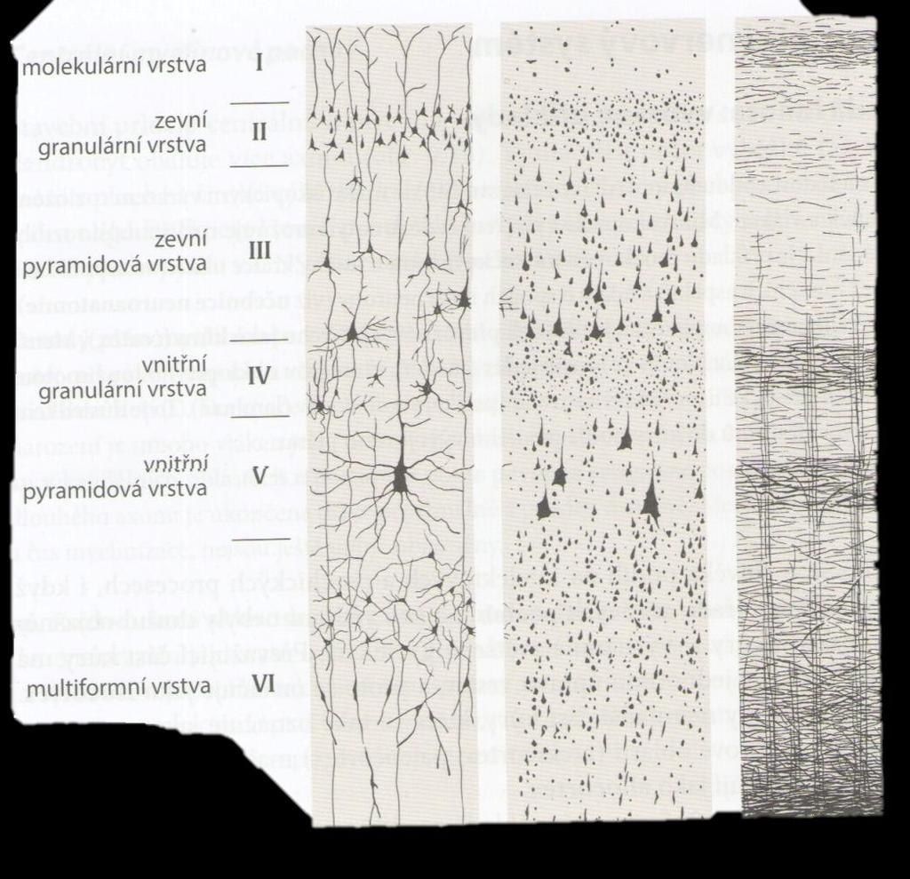 V. Vnitřní pyramidová vrstva (Lamina pyramidalis interna) obsahuje řídce rozložené velké pyramidové buňky (Betzovy neurony, neboli Betzovy pyramidy ) a malé množství multipolárních nervových buněk.