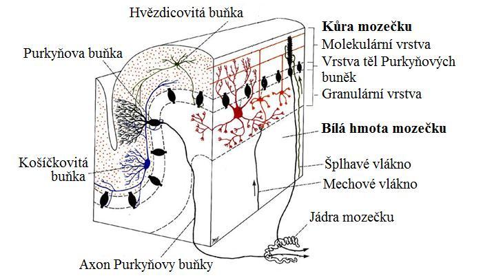 Vrstva těl Purkyňových buněk (Stratum gangliosum) je prostřední vrstva kůry mozečku, která je tvořena těly Purkyňových buněk.