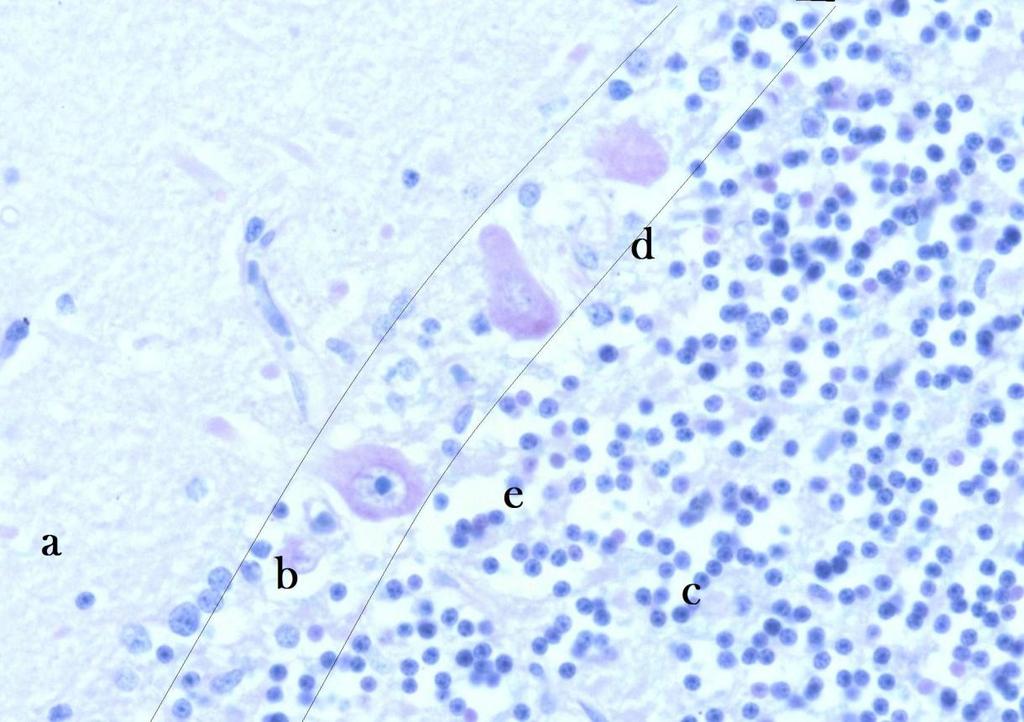 5.8 Mozeček (Barvení luxolovou modří) Obrázek 22 - Preparát mozečku (Barvení luxolovou modří). Zvětšeno 40. (Veronika Maurerová, 2016, vlastní fotografie).