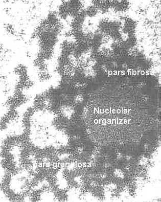 Jadérko (nucleolus) - nekonstantní počet mizí v profázi, objeví se v telofázi - měří 1 2 m, neohraničené,
