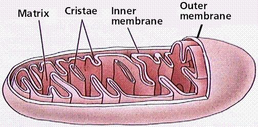 Mitochondrie semiautonomní organela vlastní DNA a ribosomy dvojitá membrána vnější, vnitřní cristae nebo tubuli mitochondriales tvar - kulatý, oválný (až vláknitý) velikost - 0,5 m x 2 m, protáhlé až