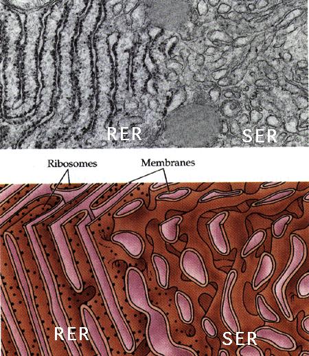 cisterny síť tubulů a váčků GER proteosyntéza na export GER a AER - funkce AER lipidový a cholesterolový metabolismus /syntéza