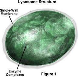 Lyzosomy váčky od 0,5 m Ø, jednoduchá membrána, matrix s hydrolytickými