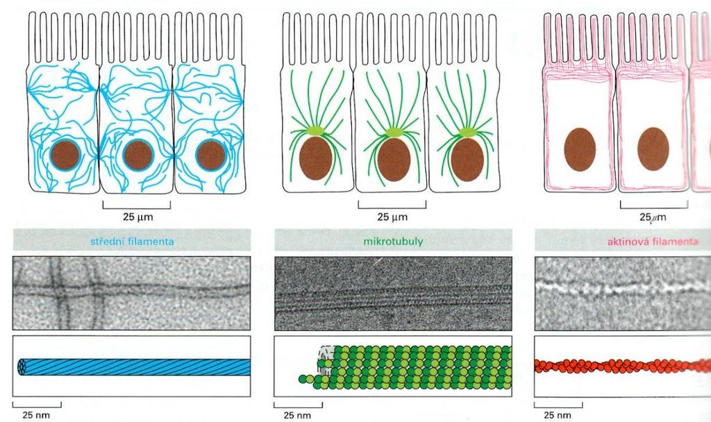 Cytoskelet Mikrotubuly (válce o Ø 22 nm, α + β TUBULIN) Mikrofilamenta