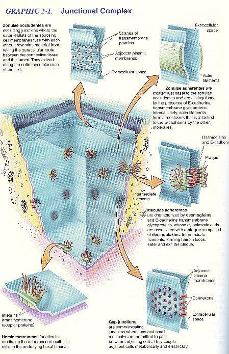 Buněčná spojení zonula occludens /tight junction/ zonula adherens /adhering