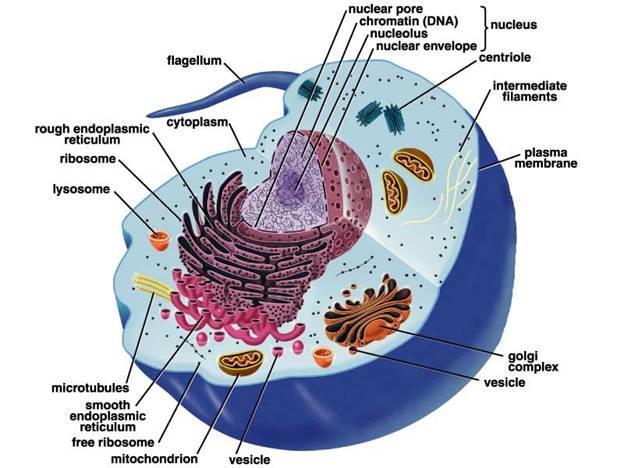 Buňka jádro /karyoplazma/ cytoplazma /buněčné tělo/ buněčná membrána buněčné organely cytoplazmatické inkluze základní cytoplazma