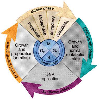 Buněčný cyklus G 1 fáze (délka závisí na typu buňky) S fáze (asi 8 hod.