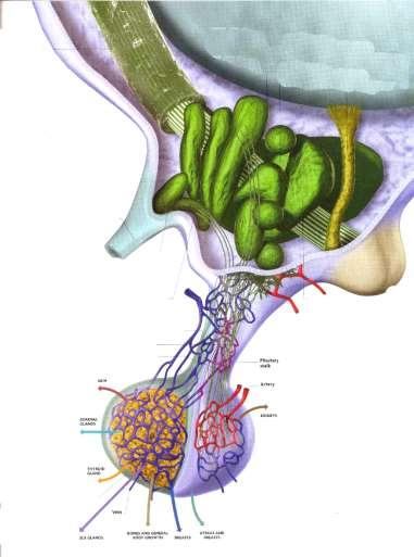 Fornix Thalamus Hypothalamo hypofyzární osa chiasma opticum SO PV PŘEDNÍ LALOK melanocyty stimulující hormon adrenocorticotropní hormon thyroideu stimulující hormon