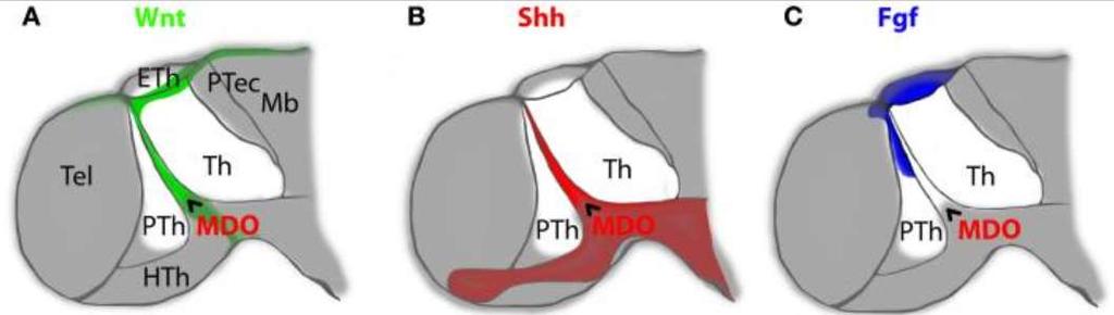 Klíčové signální molekuly pro vývoj diencephala Wnt, Shh FGF PTh- prethalamus =subthalamus The tale of the three brothers