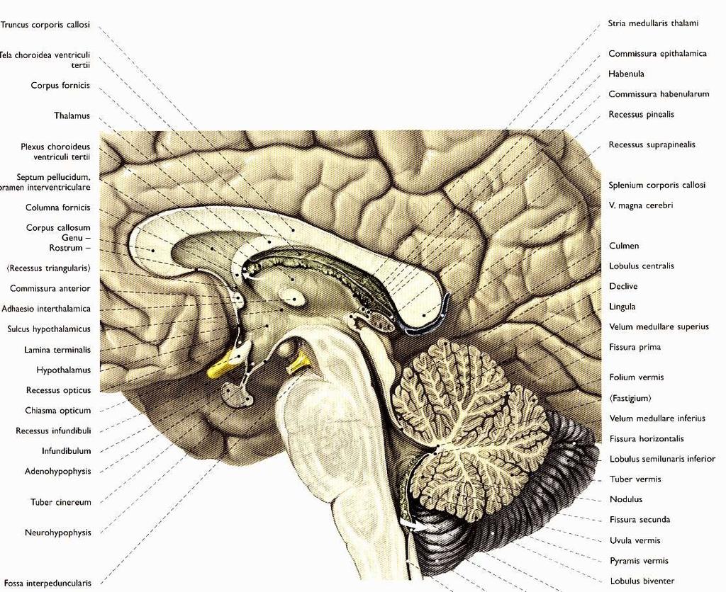 DIENCEPHALON