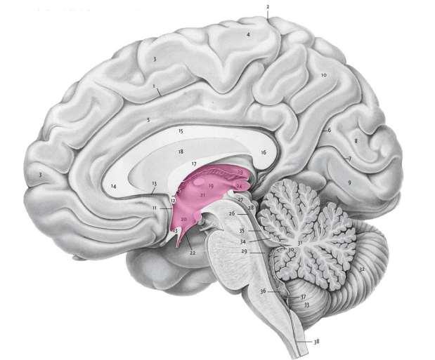 Diencephalon EPITHALAMUS THALAMUS SUBTHALAMUS