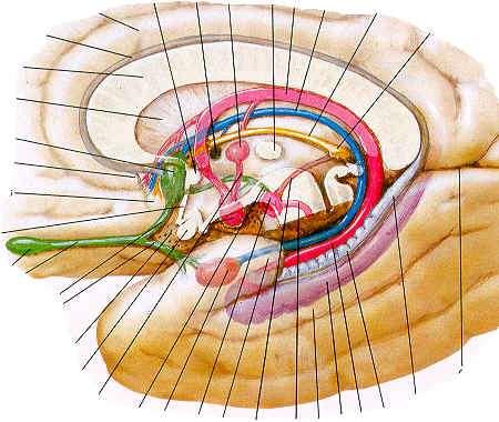 Epithalamus nuclei habenulae + epiphysis Stria medullaris - vlákna z Hy, Hip, septa, čichových obl