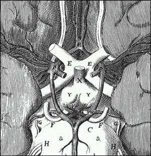 Hypothalamus zásobení Centrální tepny