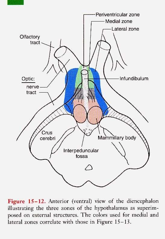 LATERÁLNÍ HYPOTHALAMUS Fasciculus telencephalicus medialis (medial forebrain bundle - MFB) MEDIÁLNÍ HYPOTHALAMUS Přední -