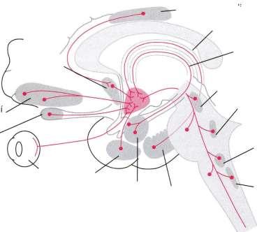 Hypothalamus aferenty Gyrus cinguli fornix Septal nucll.