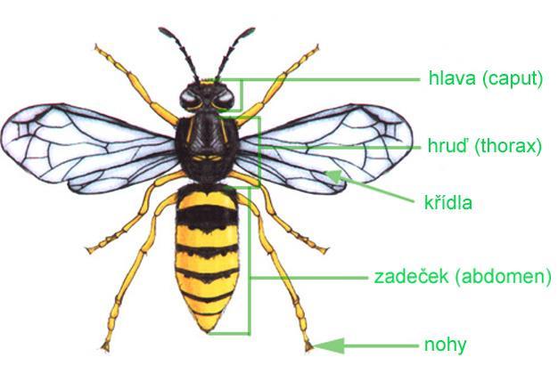 Základní stavba těla hlava, hruď