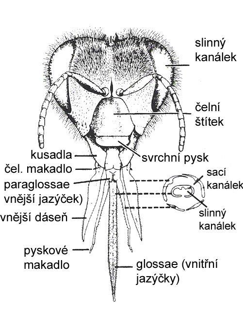 Morfologie ústní