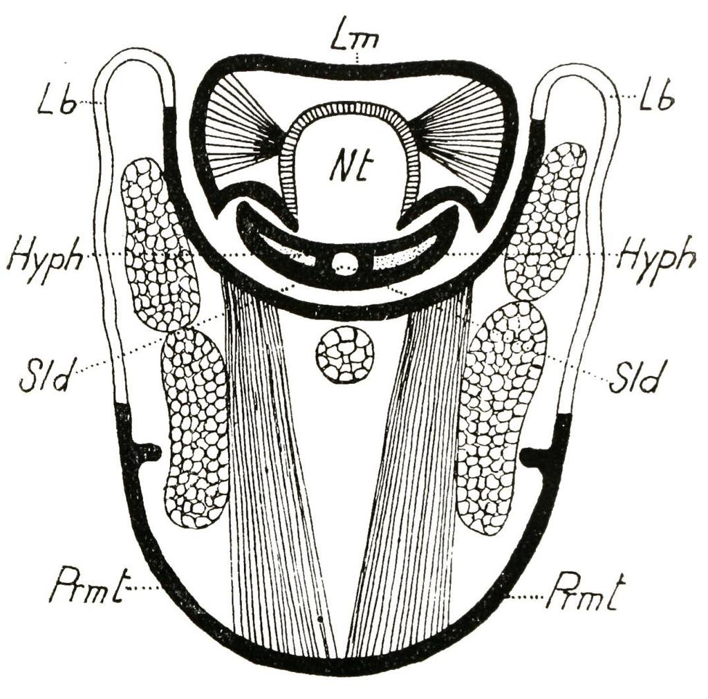 Morfologie ústní ústrojí