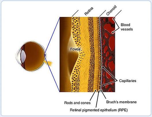 Světelný paprsek musí projít všemi vrstvami retiny neţ se dostane k