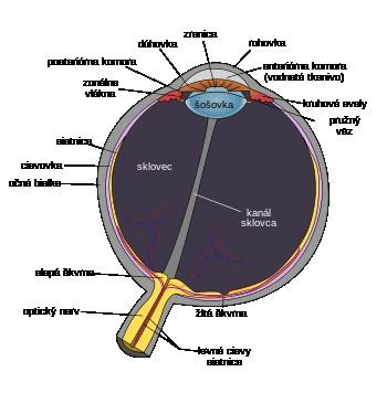 Přední strana skléry otvor konec (limbus sclereae), vsazen konec rohovky (limbus