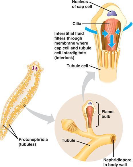 Lophotrochozoa: Platyhelminthes Catenulida jedno nepárové protonefridium Rhabditophora mnoho párů